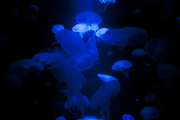 Beautiful blue jellyfishes on black background.