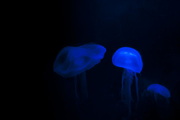 Beautiful blue jellyfishes on black background.