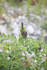 Amorpha fruticosa bloom