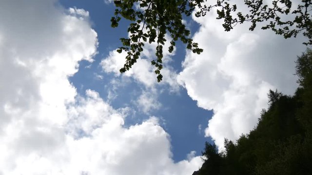 Time lapse sul bosco