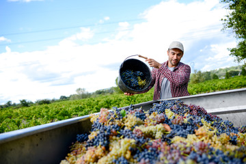 handsome young man winemaker in his vineyard during wine harvest emptying a grape bucket in tractor...
