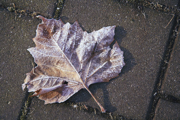 Frost covered leaf resting on a stone path