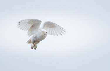 Snowy Owl
