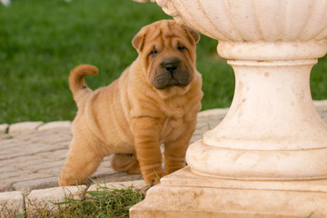 Shar Pei Puppy Dog