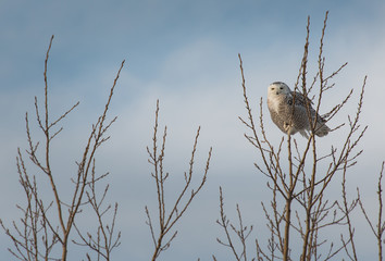 Snowy Owl