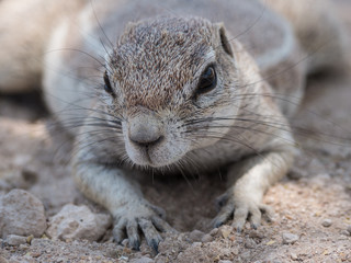 afrikanisches Erdhoernchen