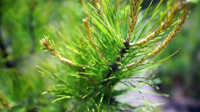 Pine tree sapling close up