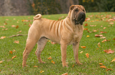 Shar Pei Dog