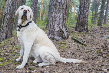 funny Labrador sitting under the trees in a summer forest