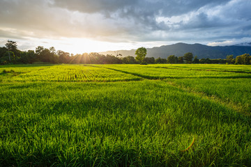 Obraz premium Rice Field in Rainy Season