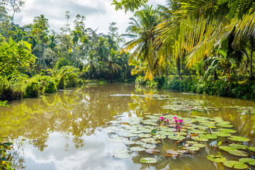 Red water lillies growing in lush tropical swamp with palm forest on the bank near Galle, Sri Lanka.