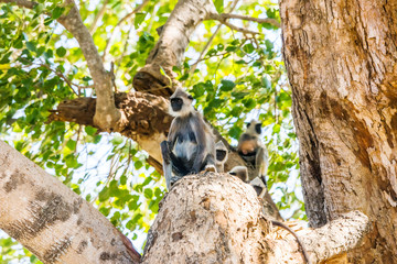 A family of Tufted Gray Langurs, or Madras gray langurs (Semnopithecus priam) on a big tree. Uda Walawe national park, Sri Lanka.