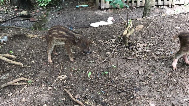 Wild boar feces