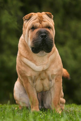 Obraz premium Shar Pei Dog