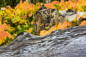 Fall in the Mountains
