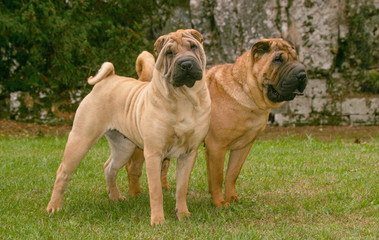 Shar Pei Dogs