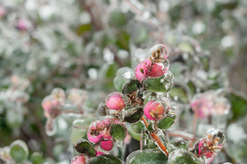 Climate Change - Winter Ice Storm