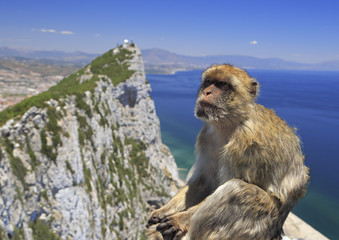 Barbary macaque in Gibraltar, Gibraltar (British Overseas Territories)