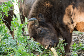 Bison d'Europe