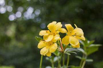 Fototapeta premium Close up of yellow flowers