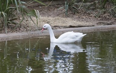 Coscoroba Swan