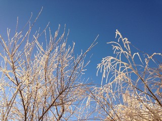 Wintertree