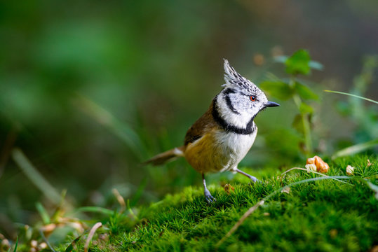 Cute crested tit standing on the forest ground. Arosa, Switzerland