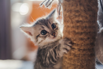 beautiful little gray kitten with blue eyes - obrazy, fototapety, plakaty