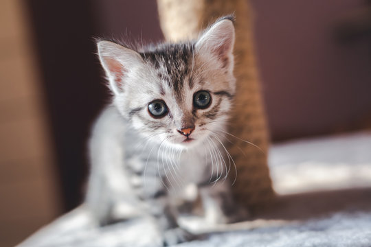 beautiful little gray kitten with blue eyes, Scottish breed