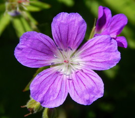 Single violet flower closeup on a background of green leaves