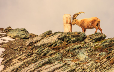An ibex (capra caucasica) observes the tree trunk on the Gornergrat mountain cliff, Zermatt,...