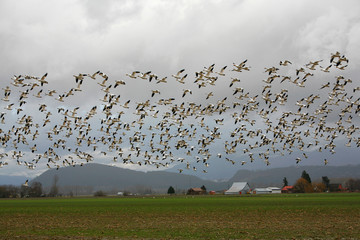 Snow geese in flight over farmland