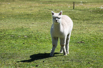 White hairy Alpaca