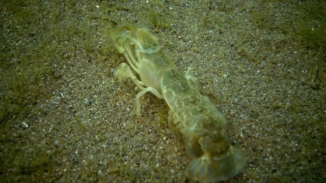 Sea cliff (Upogebia pusilla) - a species of crustaceans of the superfamily kalianasov. The species is listed in the Red Data Book of Ukraine.