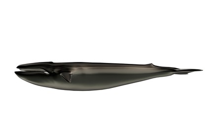 3d rendering of a reflective big Wahle on a background