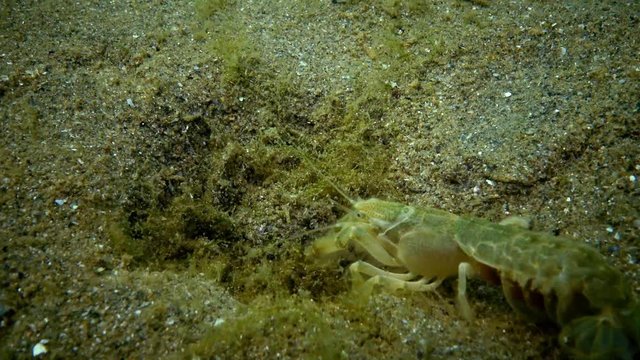 Sea cliff (Upogebia pusilla) - a species of crustaceans of the superfamily kalianasov. The species is listed in the Red Data Book of Ukraine.