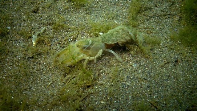 Sea cliff (Upogebia pusilla) - a species of crustaceans of the superfamily kalianasov. The species is listed in the Red Data Book of Ukraine.