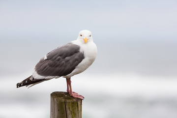 Seagull on wooden piling