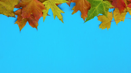 Frame from vivid colorful moody autumn background with green, red and yellow fallen leaves on blue wooden plank table. Thanksgiving Day concept. Copy space, horizontal long, natural seasonal pattern.