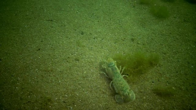 Sea cliff (Upogebia pusilla) - a species of crustaceans of the superfamily kalianasov. The species is listed in the Red Data Book of Ukraine.