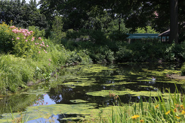 Plant-filled lake in park