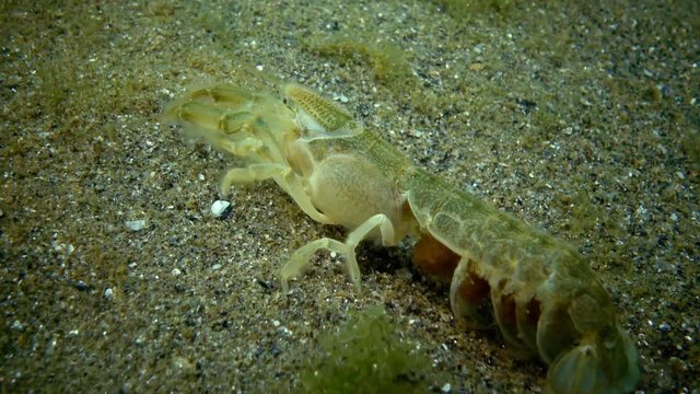 Sea cliff (Upogebia pusilla) - a species of crustaceans of the superfamily kalianasov. The species is listed in the Red Data Book of Ukraine.