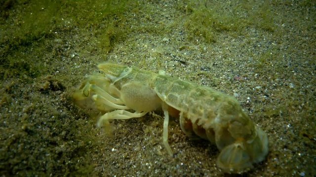 Sea cliff (Upogebia pusilla) - a species of crustaceans of the superfamily kalianasov. The species is listed in the Red Data Book of Ukraine.