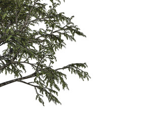 3d rendering of a foreground tree branch isolated on white background