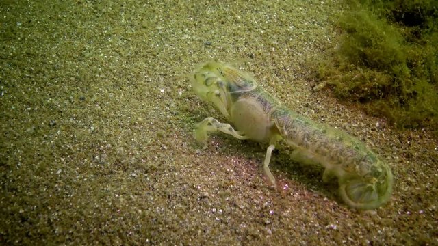 Sea cliff (Upogebia pusilla) - a species of crustaceans of the superfamily kalianasov. The species is listed in the Red Data Book of Ukraine.