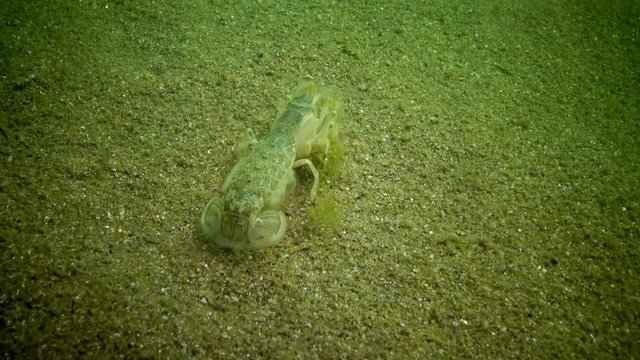 Sea cliff (Upogebia pusilla) - a species of crustaceans of the superfamily kalianasov. The species is listed in the Red Data Book of Ukraine.