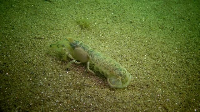 Sea cliff (Upogebia pusilla) - a species of crustaceans of the superfamily kalianasov. The species is listed in the Red Data Book of Ukraine.