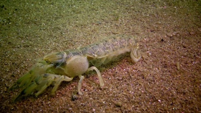 Sea cliff (Upogebia pusilla) - a species of crustaceans of the superfamily kalianasov. The species is listed in the Red Data Book of Ukraine.
