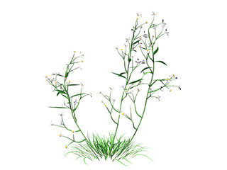 3d rendering of flower bush isolated on white can be used for foreground design