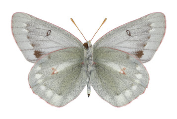 Fototapeta na wymiar Butterfly Colias nastes jacutica (underside) on a white background